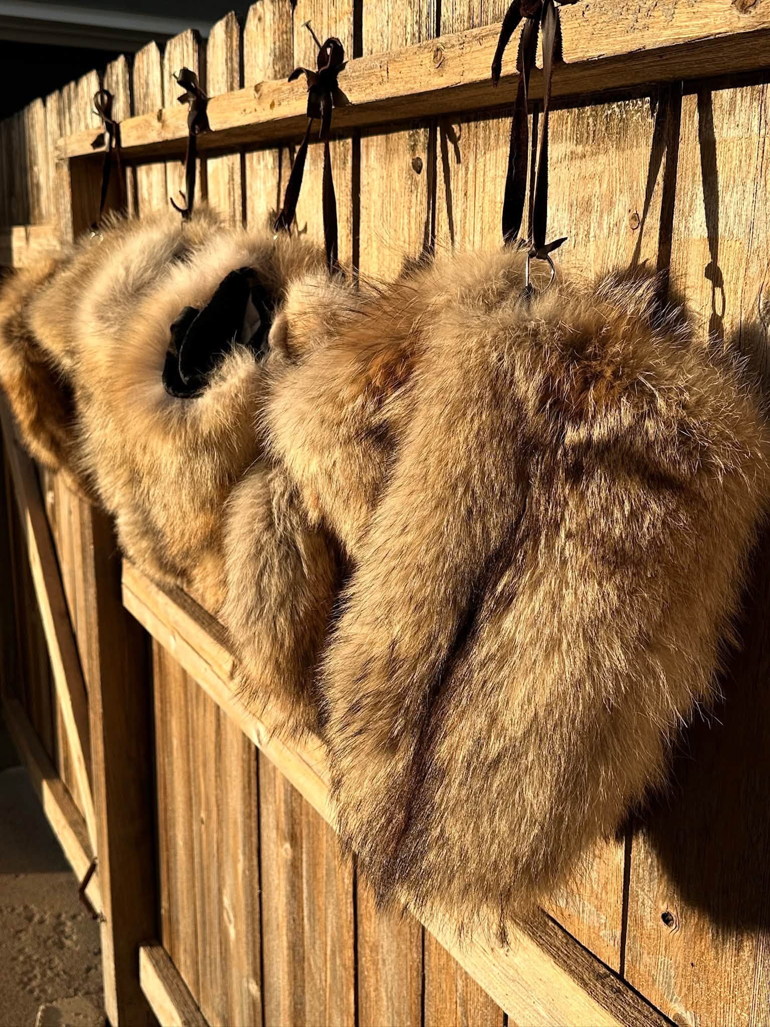 Coyote fur mittens hanging in a row on a wooden fence