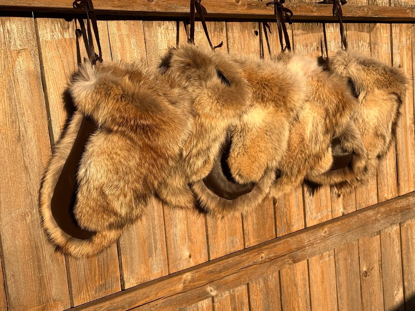 Coyote fur mittens with leather palms hanging on a fence
