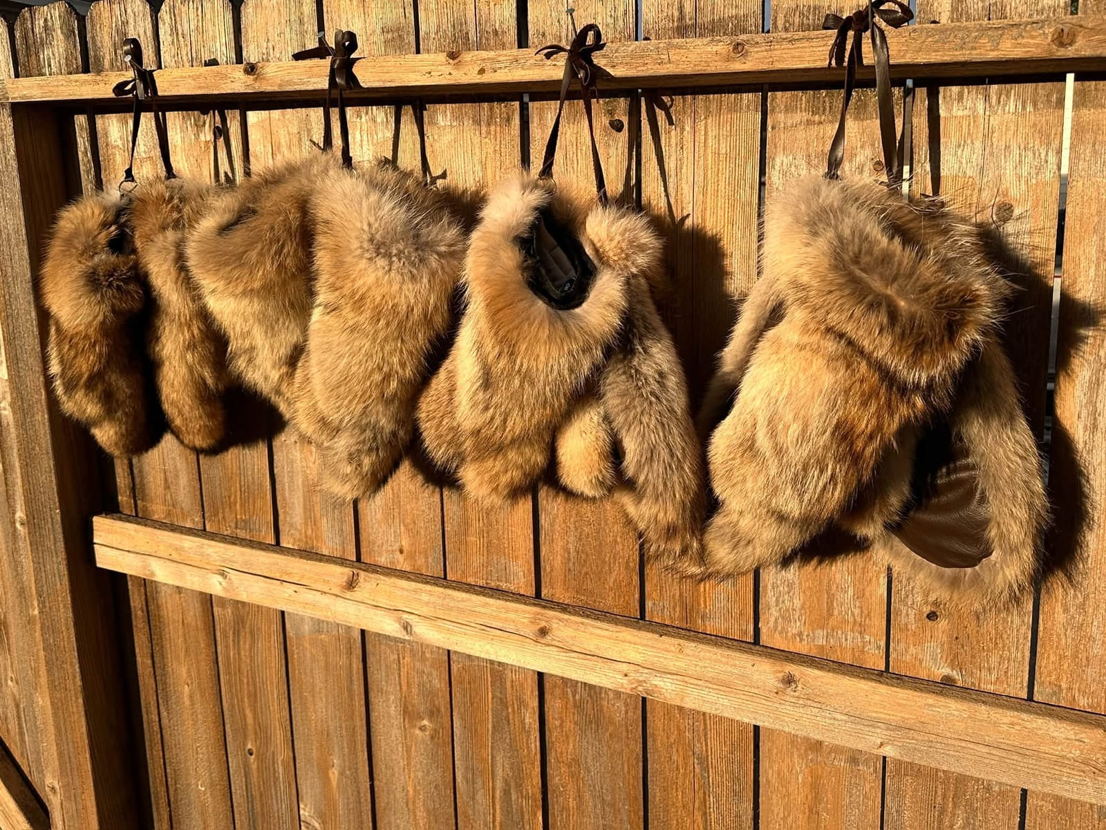 Coyote fur mittens hanging on a fence, one opened to a dark lining