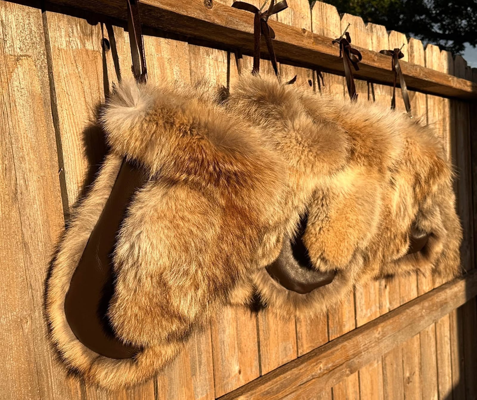Coyote fur mittens hanging from a wooden fence
