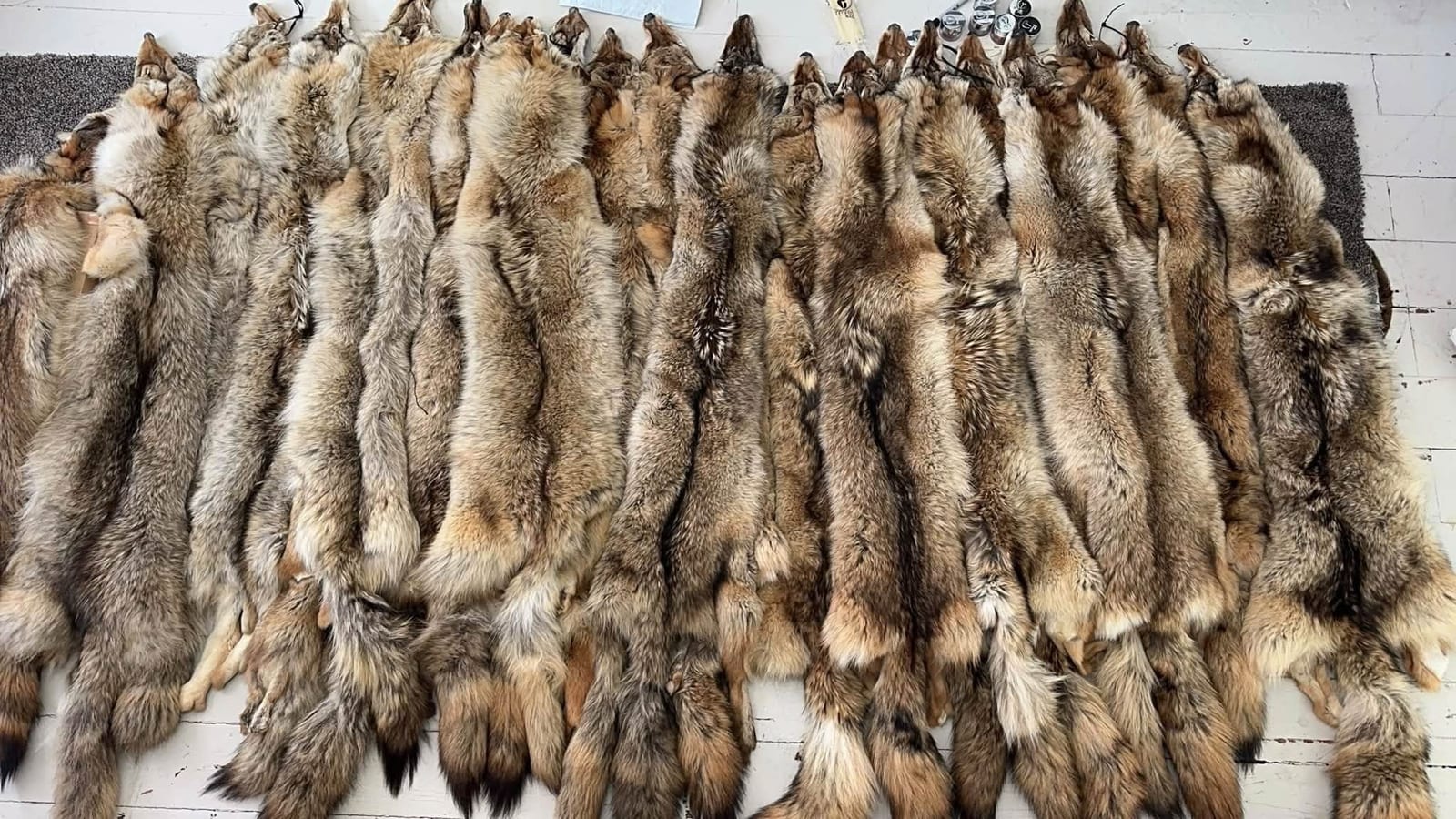 Coyote pelts laid out in rows